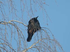 Corvus frugilegus