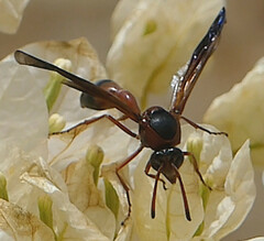 Delta dimidiatipenne
