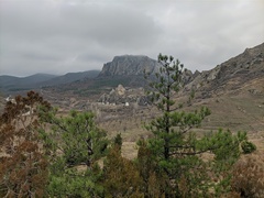 Pinus nigra pallasiana