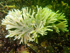 Halichondria bowerbanki