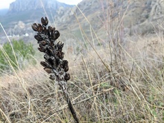 Asphodeline taurica