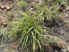 Xerophyta retinervis