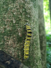 Egybolis vaillantina