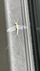 Callibaetis