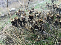 Galatella villosa