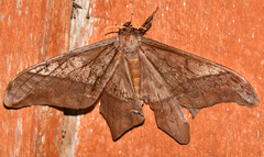 Arsenura ciocolatina