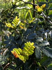 Weinmannia trichosperma