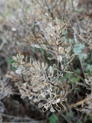 Odontarrhena obtusifolia