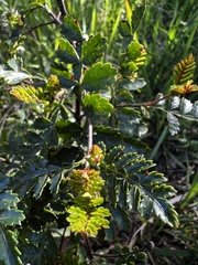 Weinmannia trichosperma