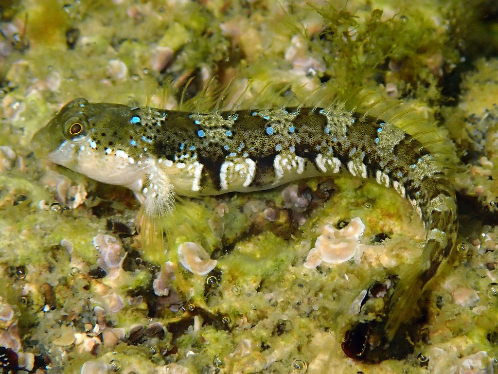 Dalmatian Blenny