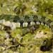 Dalmatian Blenny - Photo (c) Sylvain Le Bris, some rights reserved (CC BY-NC), uploaded by Sylvain Le Bris