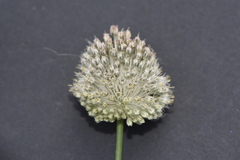 Allium guttatum