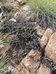 Euphorbia schinzii