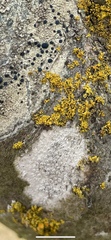 Lecanora carpinea