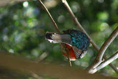 Trogon elegans