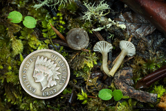 Spodocybe trulliformis