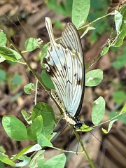 Papilio dardanus dardanus