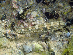 Pomatoschistus marmoratus