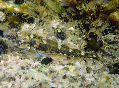 Pomatoschistus marmoratus