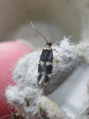 Oegoconia deauratella