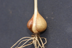 Allium guttatum