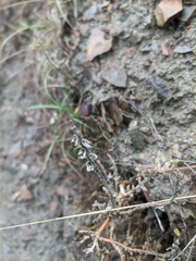 Scutellaria orientalis orientalis