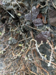 Scutellaria orientalis orientalis