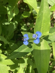 Commelina diffusa