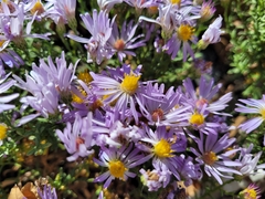 Symphyotrichum ascendens