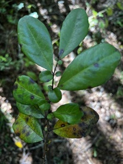 Azara integrifolia