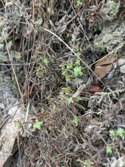 Cruciata taurica