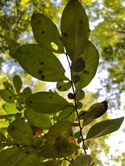 Azara integrifolia