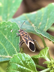 Graptostethus servus