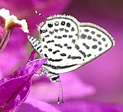 Tarucus theophrastus