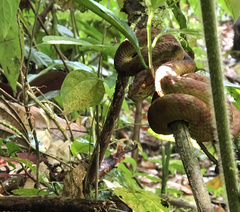 Bothriechis supraciliaris