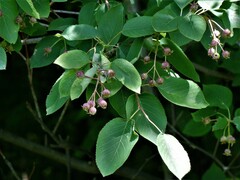 Amelanchier laevis