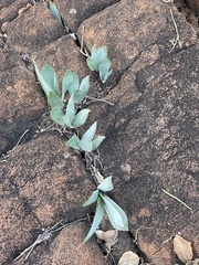 Ledebouria confusa