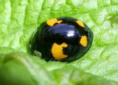 Harmonia axyridis