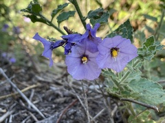 Solanum xanti