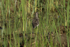 Tringa glareola