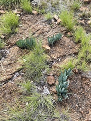 Ledebouria confusa