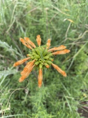 Leonotis ocymifolia