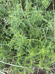 Leonotis ocymifolia