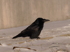 Corvus frugilegus