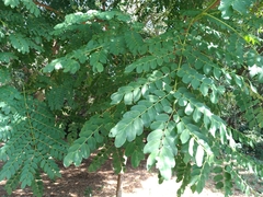 Adenanthera