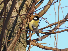 Parus major