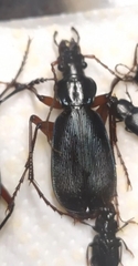 Carabus circassicus