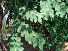 Adenanthera