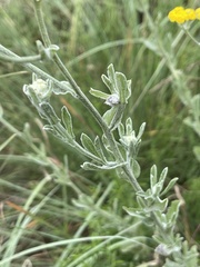 Nidorella