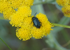 Gastrida abdominalis